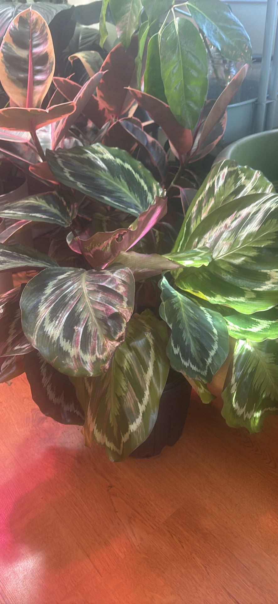 Massive prayer plant