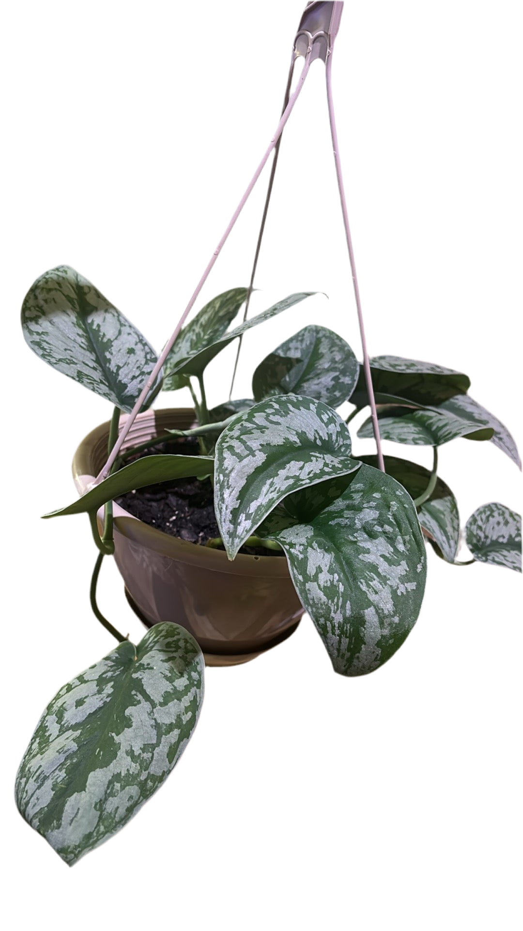 Silver satin pothos