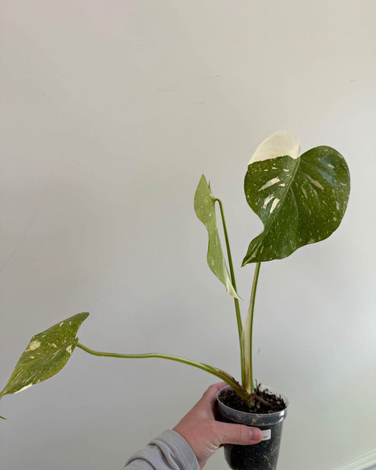 Thai constellation Monstera