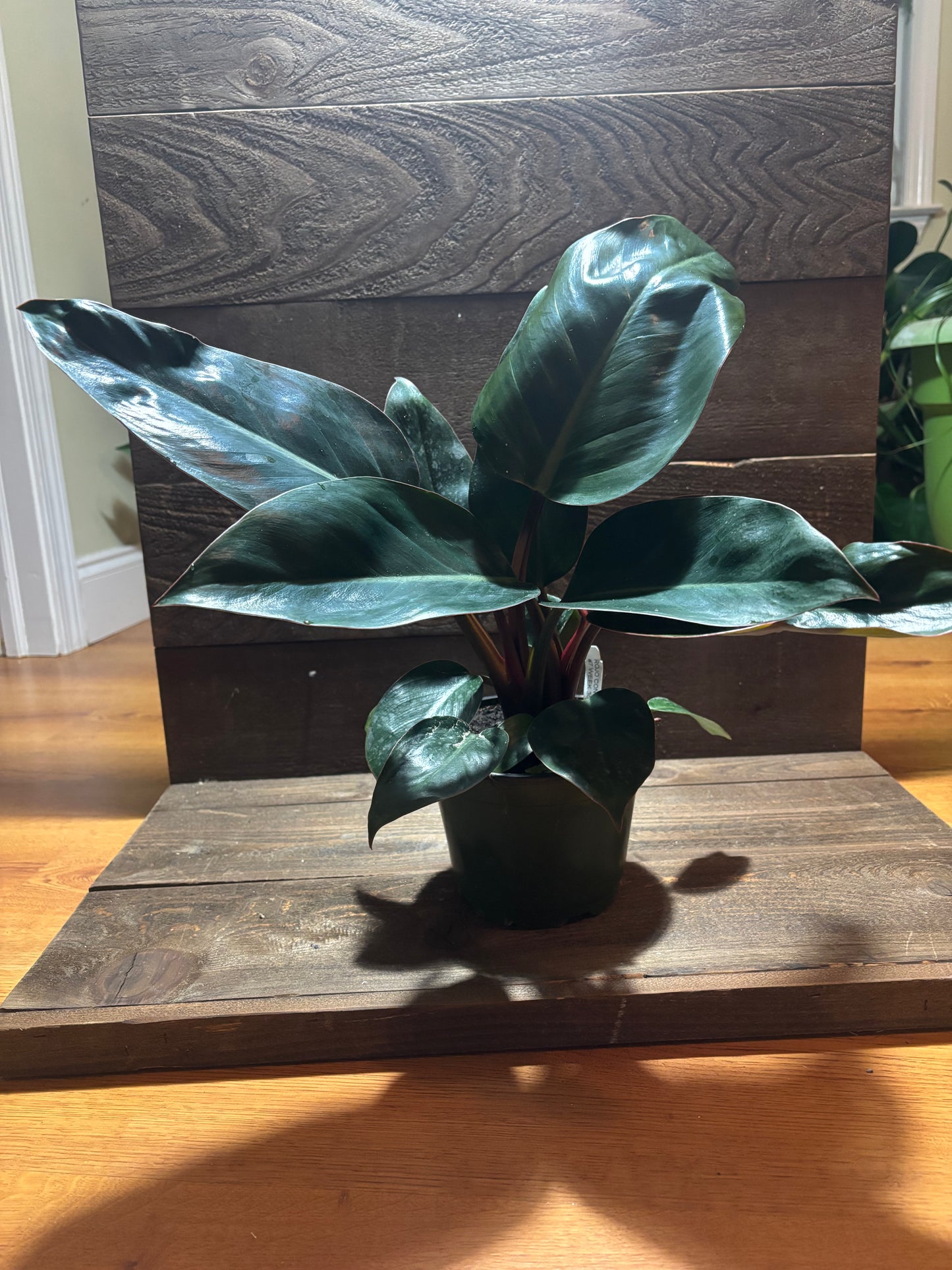 Philodendron Congo Rojo