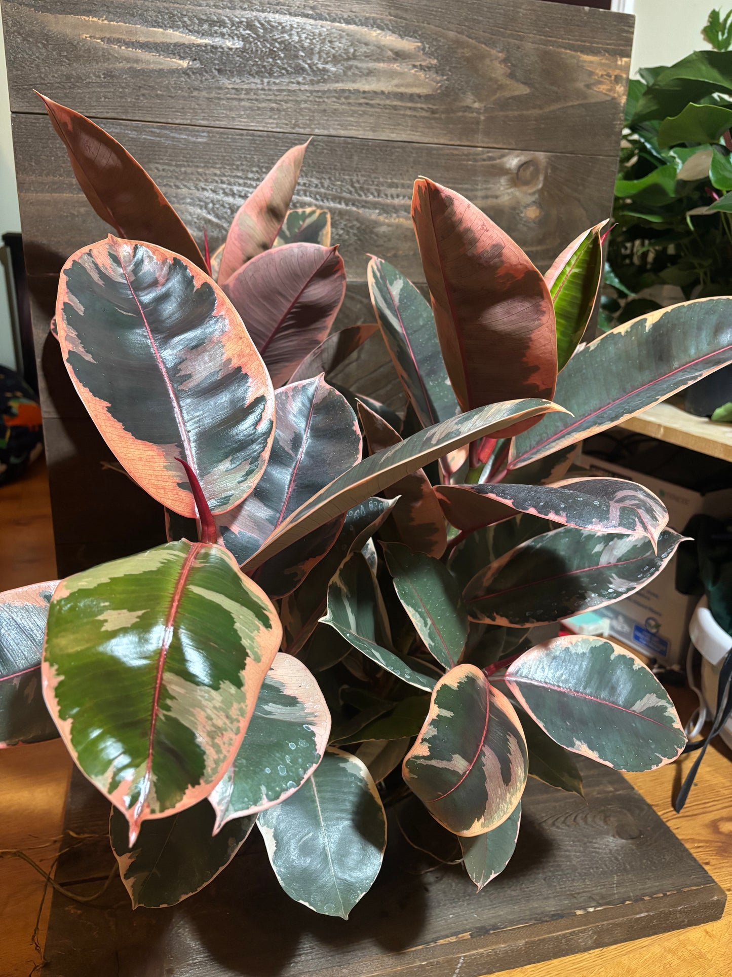 Large Ruby Red Rubber plant