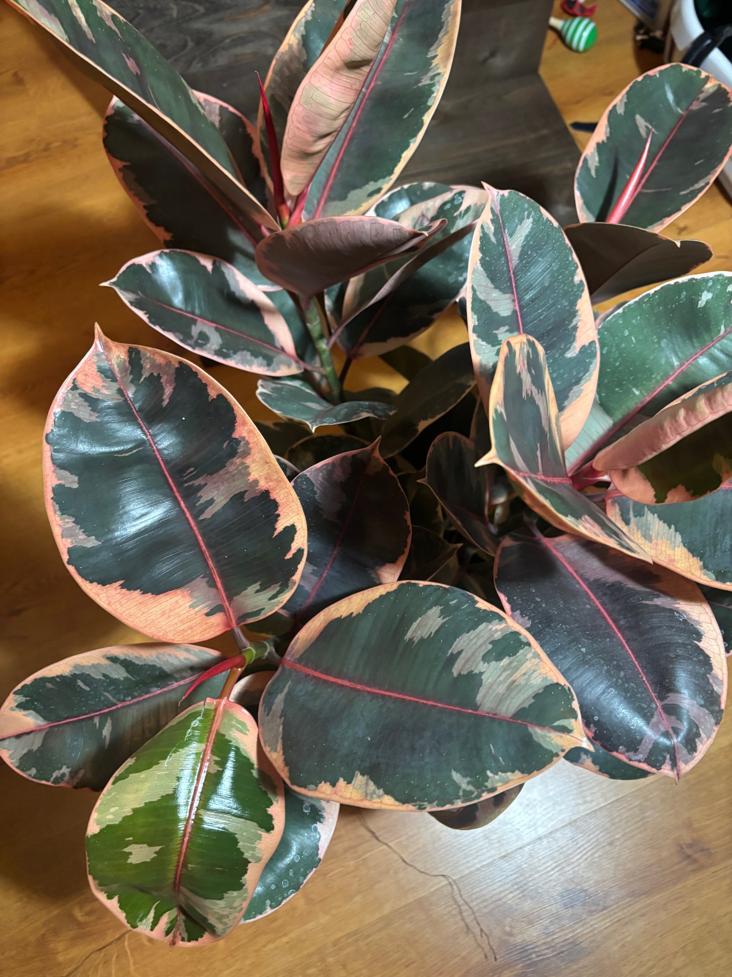 Large Ruby Red Rubber plant