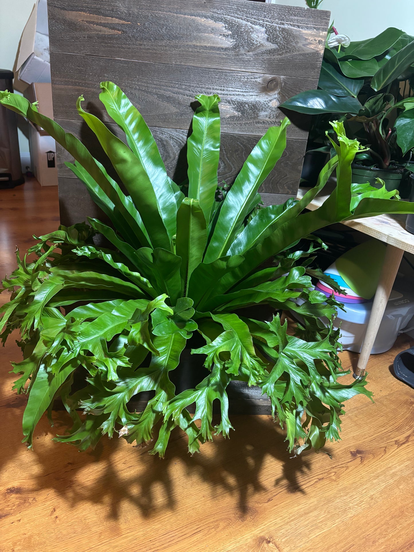 Bird Nest Fern (Asplenium Antiquum)