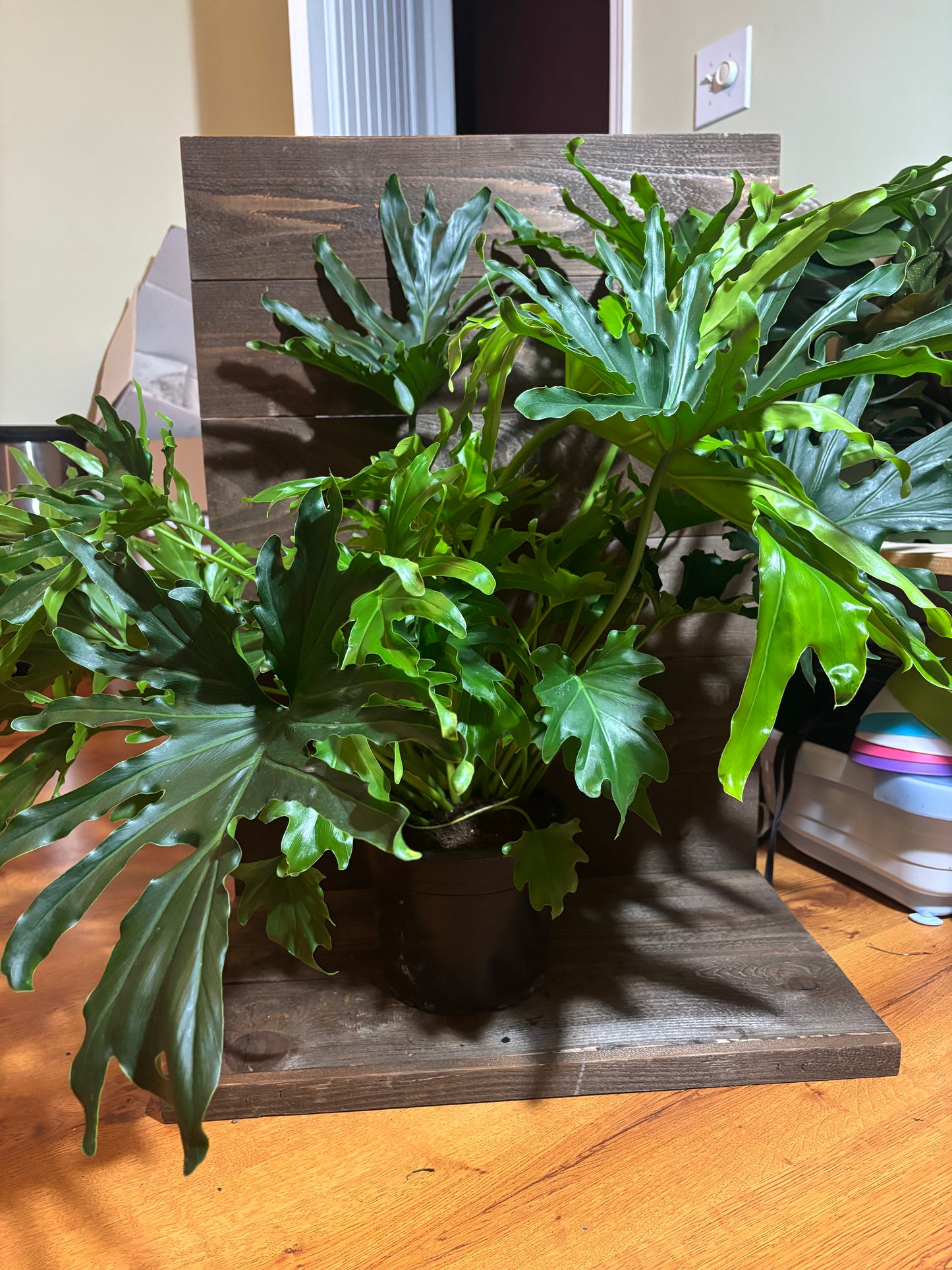 8” Pot Philodendron split leaf