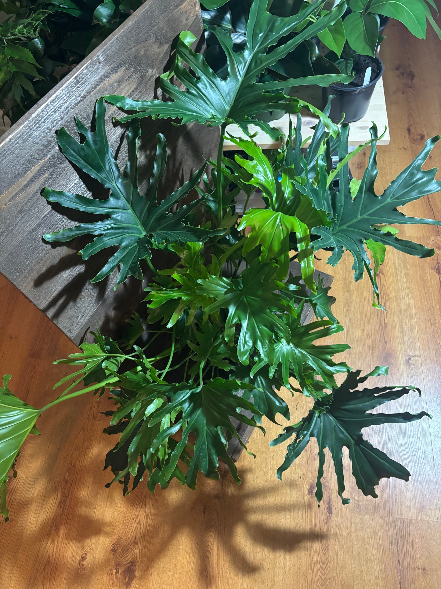 8” Pot Philodendron split leaf